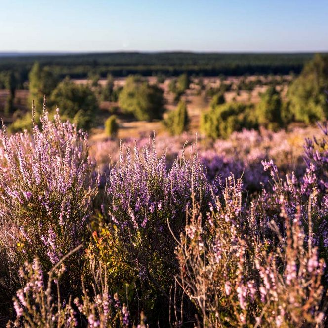 wo finde ich ein zimmer während der heideblüte