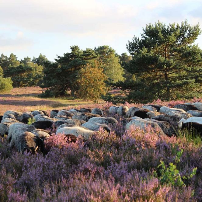 Heidschnucken im malerischen Büsenbachtal bei Handeloh