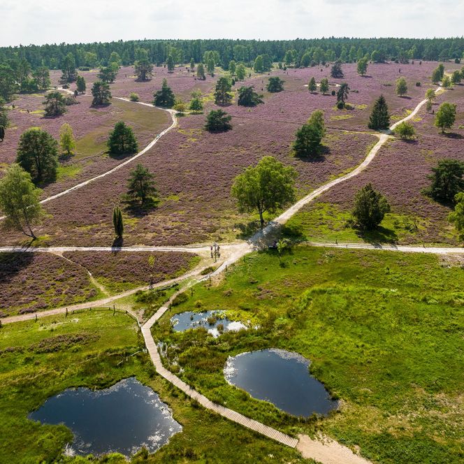 Büsenbachtal Handeloh Drohne Heideblüte
