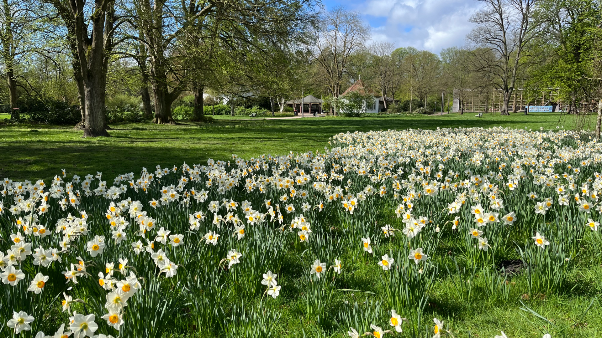 Zahlreiche blühende Narzissen auf einer Wiese im Kurpark Lüneburg mit Bäumen im Hintergrund.