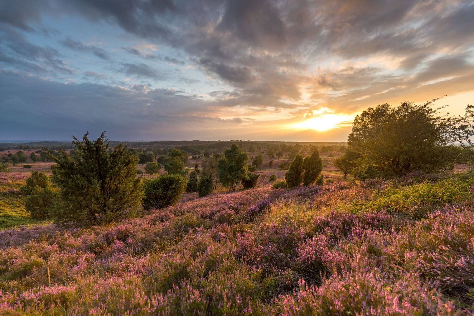 Wilseder Berg Heideblüte Sonnenuntergang