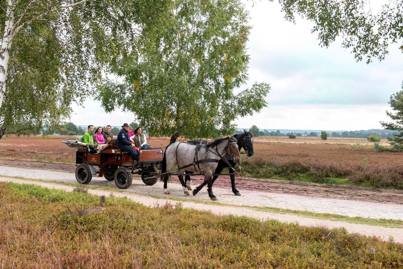 Zwei Pferde ziehen eine Kutsche mit Gästen über einen Sandweg durch die blühende Heide.