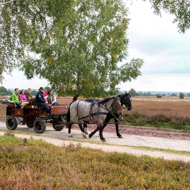 Menschen fahren in einer Pferdekutsche durch die blühende Lüneburger Heide.